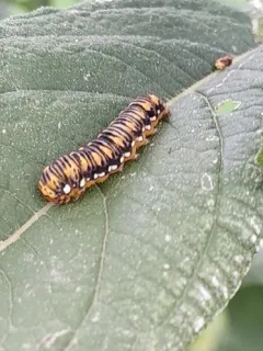 Gold Moth thumbnail 3