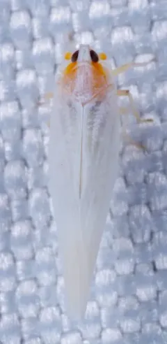 Neocenchrea heidemanni thumbnail 2