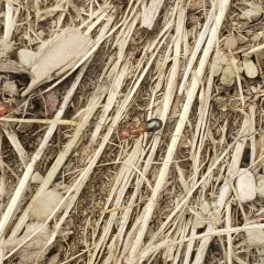 Allegheny Mound Ant thumbnail 4