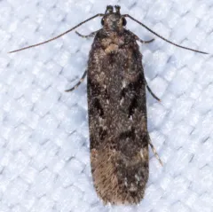 Chionodes thoraceochrella thumbnail 4
