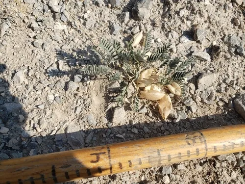 Lemhi Milkvetch