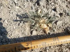 Lemhi Milkvetch thumbnail 1