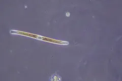Nitzschia sigmoidea thumbnail 3