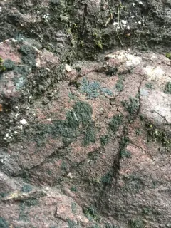 Waterside Rockshag Lichen thumbnail 2