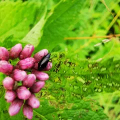 Red-headed Systena thumbnail 4