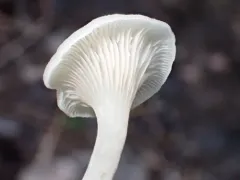 Crepidotus nyssicola thumbnail 2