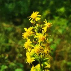 squarrose goldenrod thumbnail 5