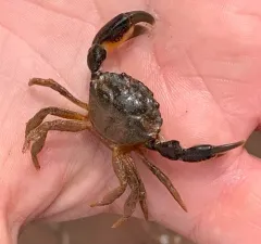 Small Mud Crab thumbnail 3