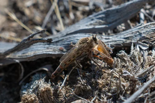 Scleropogon picticornis