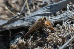 Scleropogon picticornis thumbnail 1