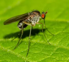 Dolichopus scapularis thumbnail 2