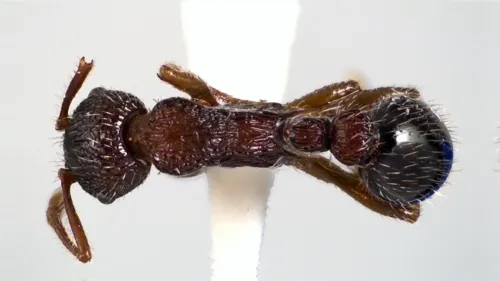Myrmica spatulata