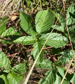 Smooth Blackberry thumbnail 4