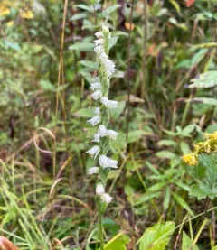 Case's ladies' tresses thumbnail 4