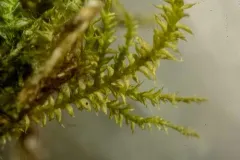 Heterocladium procurrens thumbnail 2