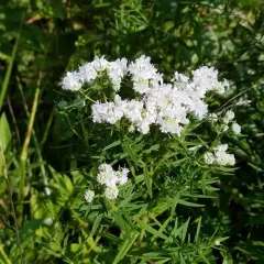 Virginia mountain mint thumbnail 2