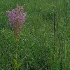 queen of the prairie thumbnail 2