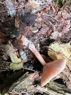 Birch Milkcap thumbnail 2