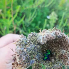 Chrysis angolensis thumbnail 3