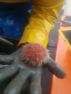 fragile sea urchin thumbnail 3