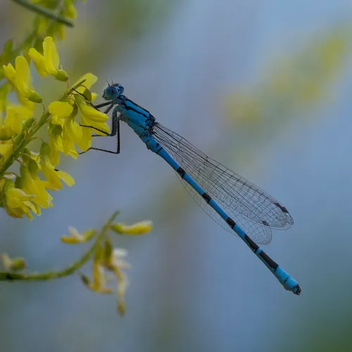 Boreal Bluet