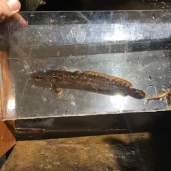 Burbot thumbnail 1