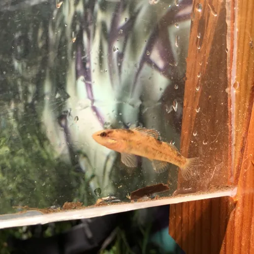 Rainbow Darter