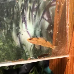 Rainbow Darter thumbnail 1