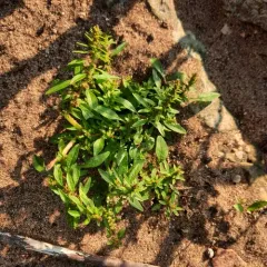 rough-fruit amaranth thumbnail 3