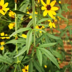 tall coreopsis thumbnail 4