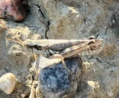 Sagebrush Grasshopper thumbnail 2