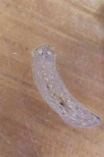 Girardia tigrina
