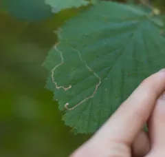 Hazel Leafminer Moth thumbnail 1