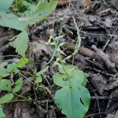 Broad-lipped Twayblade thumbnail 3