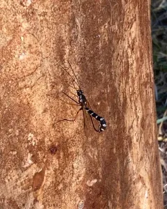 Rhyssa alaskensis thumbnail 3