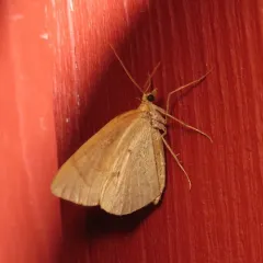 Chevron Moth thumbnail 3