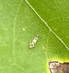 Eupteryx atropunctata thumbnail 2