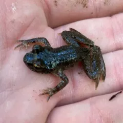 Coastal Tailed Frog thumbnail 3