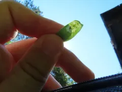 Pegomya flavifrons thumbnail 2