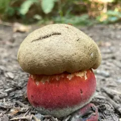 Red-pored Bolete thumbnail 3