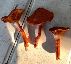 dappled webcap thumbnail 4