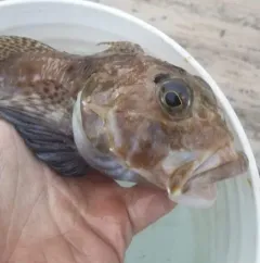 Threadfin Sculpin thumbnail 3