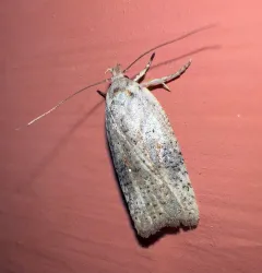 Gorse Tip Moth thumbnail 4