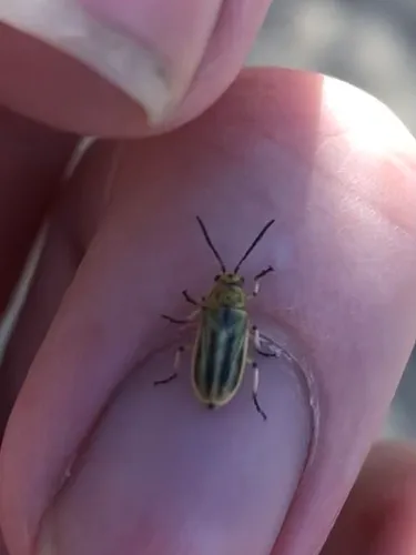 Northern Tamarisk Beetle