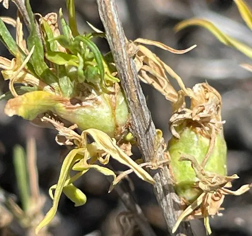 Aciurina semilucida
