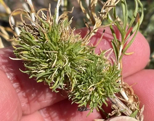 Medusa Gall Tephritid