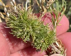 Medusa Gall Tephritid thumbnail 1