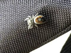 Phidippus californicus thumbnail 4