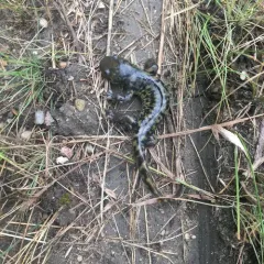 Western Tiger Salamander thumbnail 4