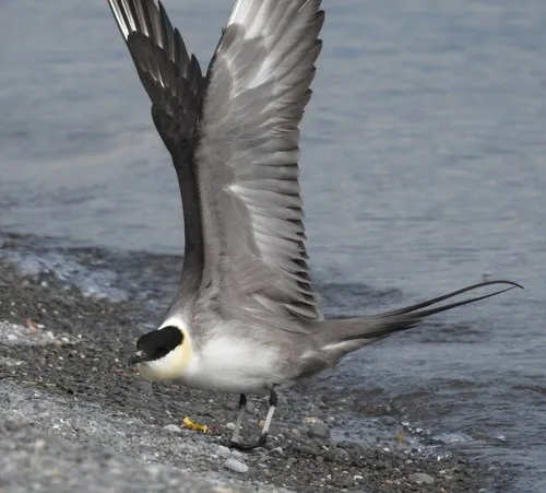 Long-tailed Jaeger